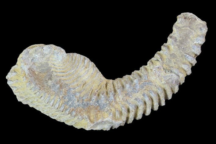 Cretaceous Fossil Oyster (Rastellum) - Madagascar #100359